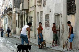 Barrio boys + dogs